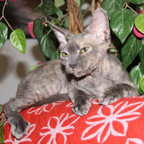 Eve